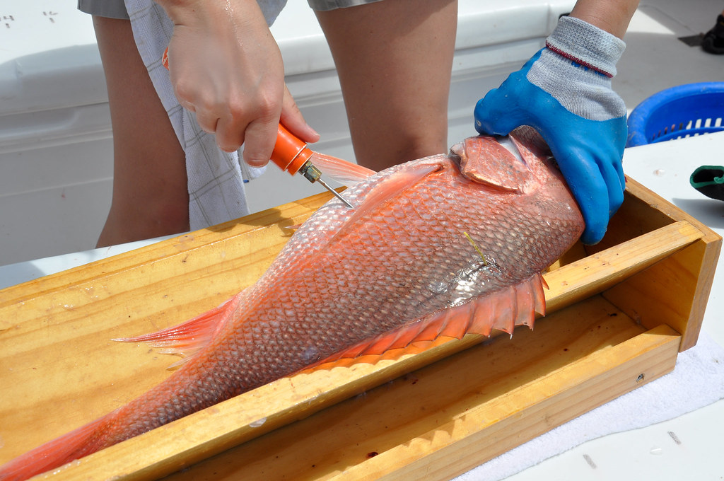 texas_venting_red_snapper_deflating_red_snapper-1