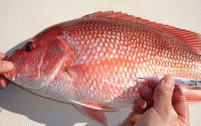The Importance of a Deflation Device when Fishing for Red Snapper in Texas